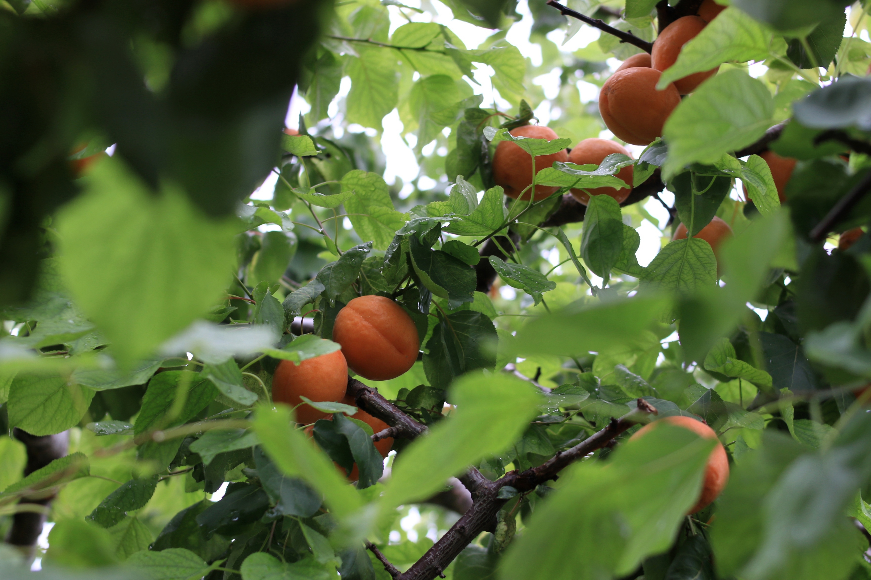 ���ĵ�ζ��