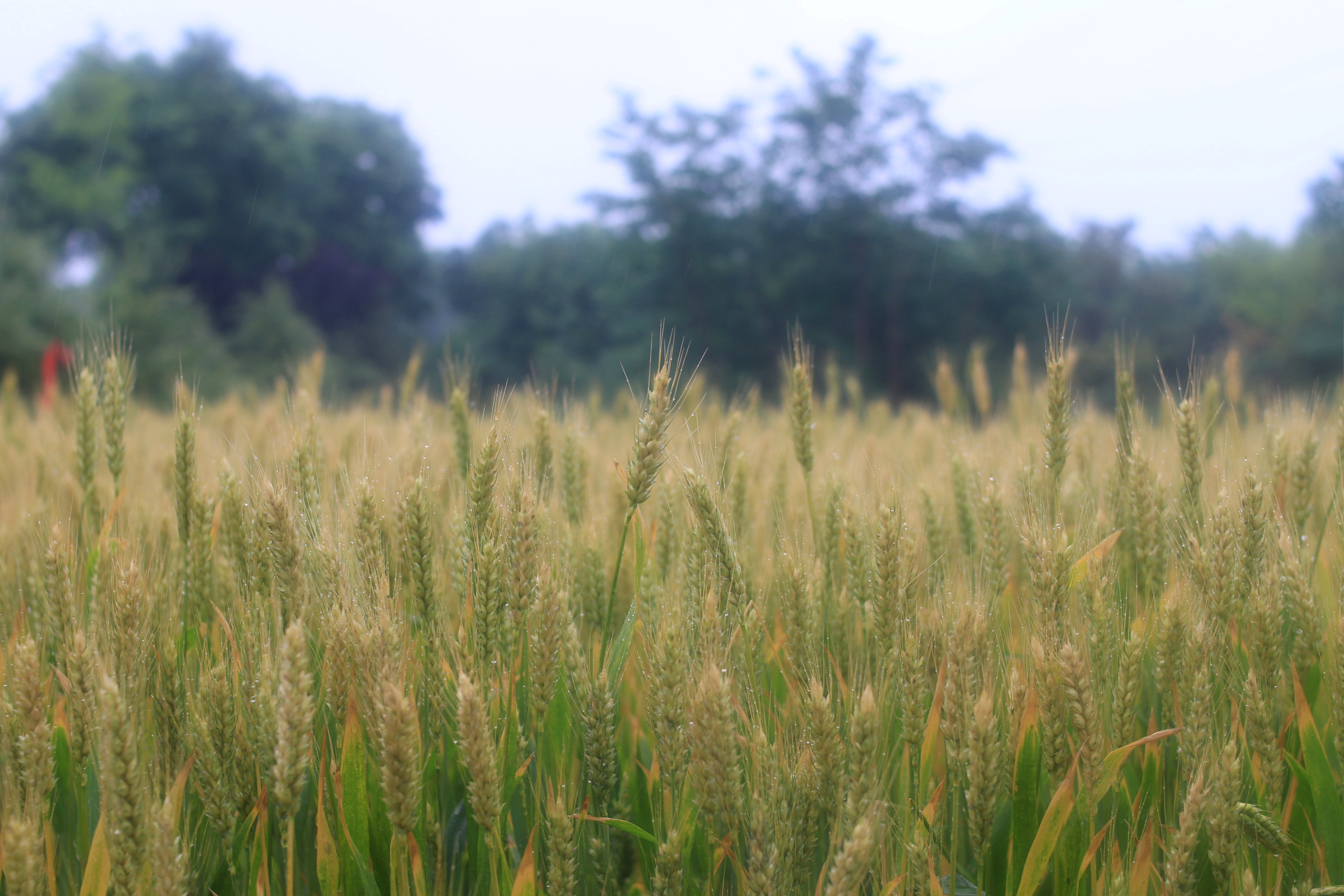 ���ĵ�ζ��