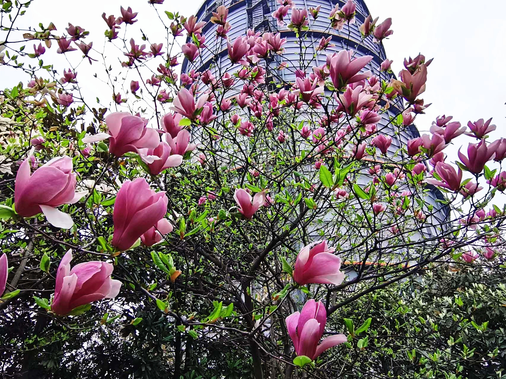 持續(xù)做好增綠擴(kuò)綠補(bǔ)綠 美麗漢鋼繪就綠色發(fā)展新篇章 持續(xù)做好增綠擴(kuò)綠補(bǔ)綠 美麗漢鋼繪就綠色發(fā)展新篇章