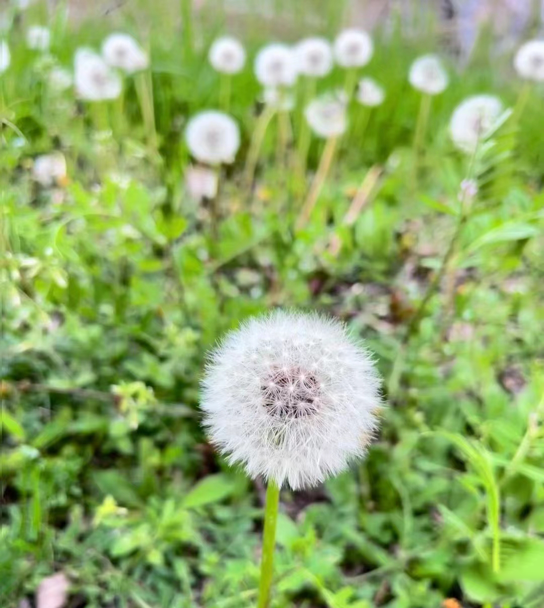 像蒲公英一樣生存 像蒲公英一樣生存