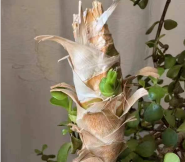 生命的奇跡 生命的奇跡