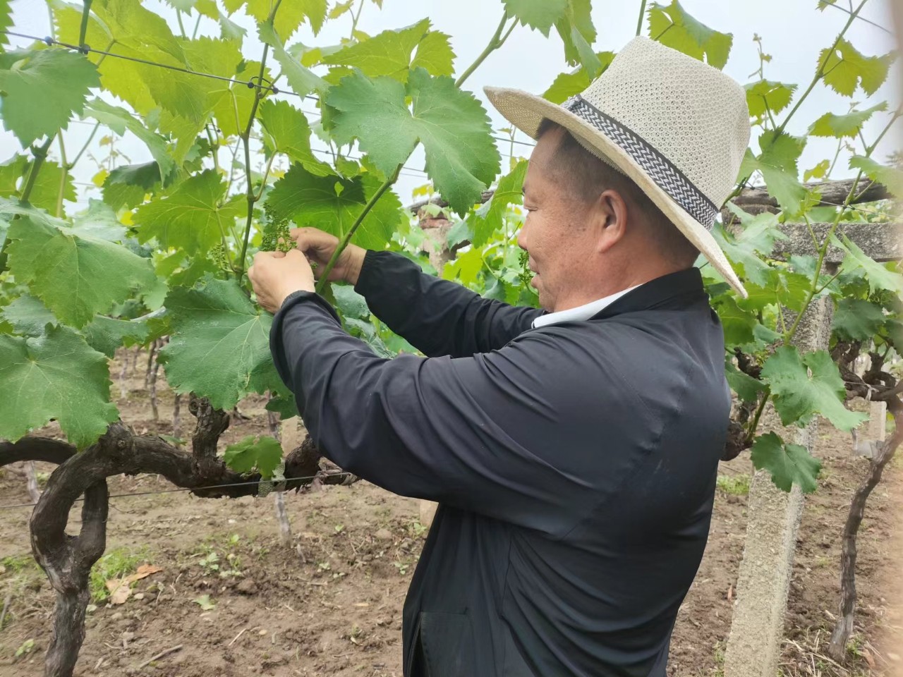 葡萄濃情傳家風 葡萄濃情傳家風