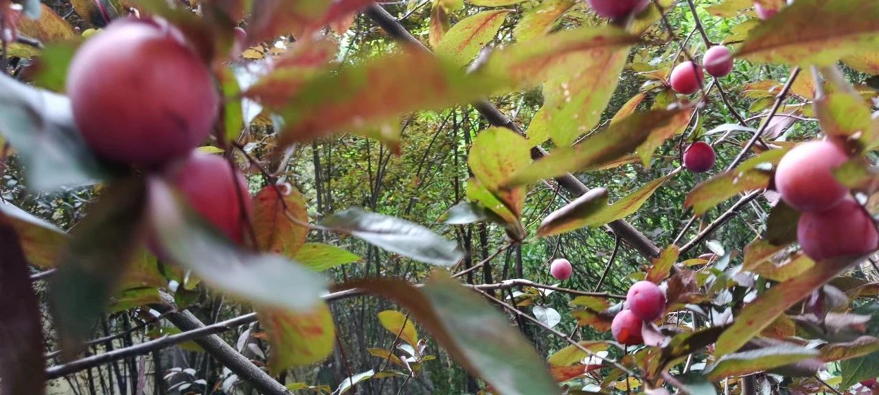 營造一方詩意院子,享受恬靜閑趣生活 營造一方詩意院子,享受恬靜閑趣生活