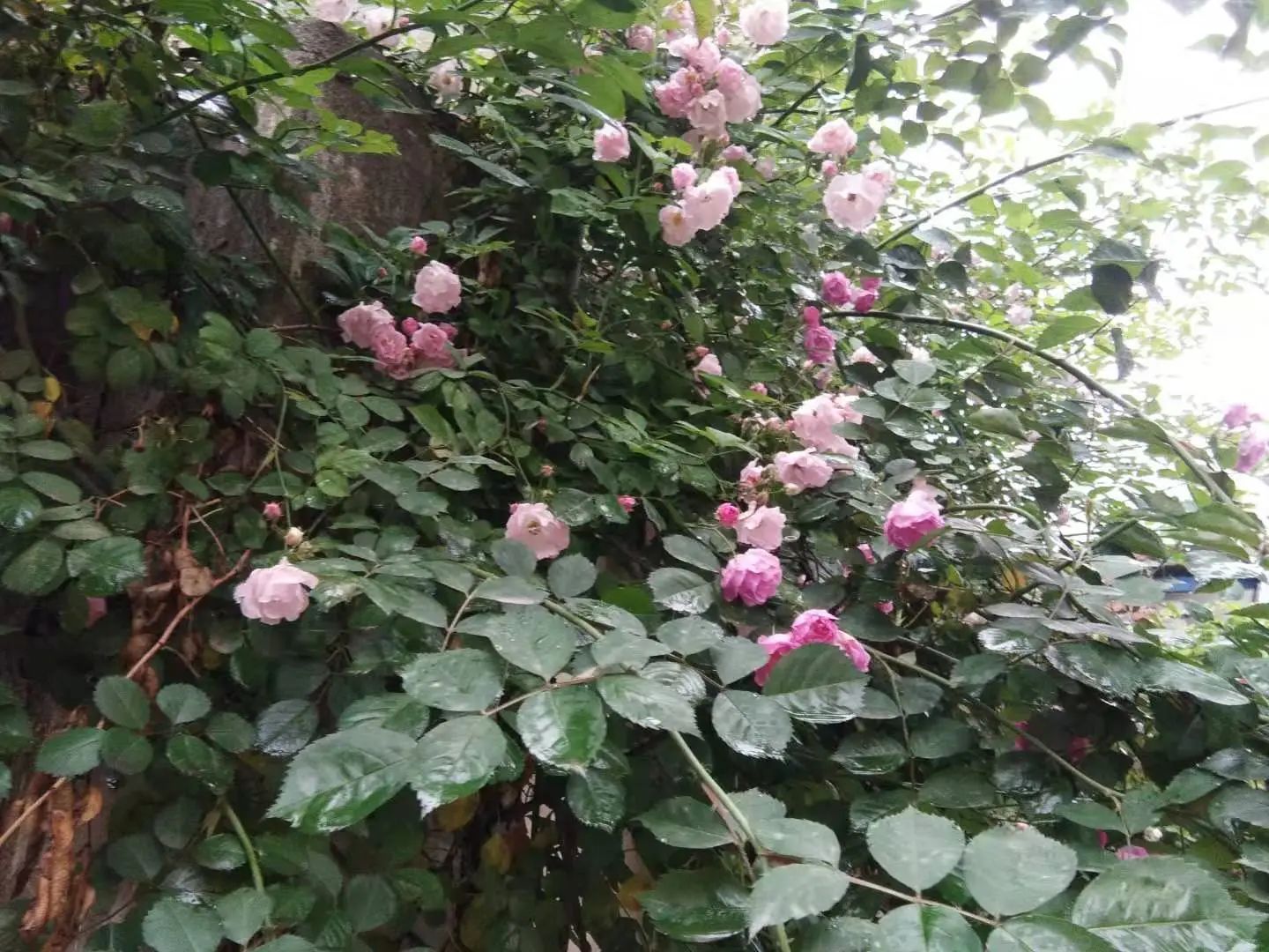 心中無塵,歲月生香 心中無塵,歲月生香