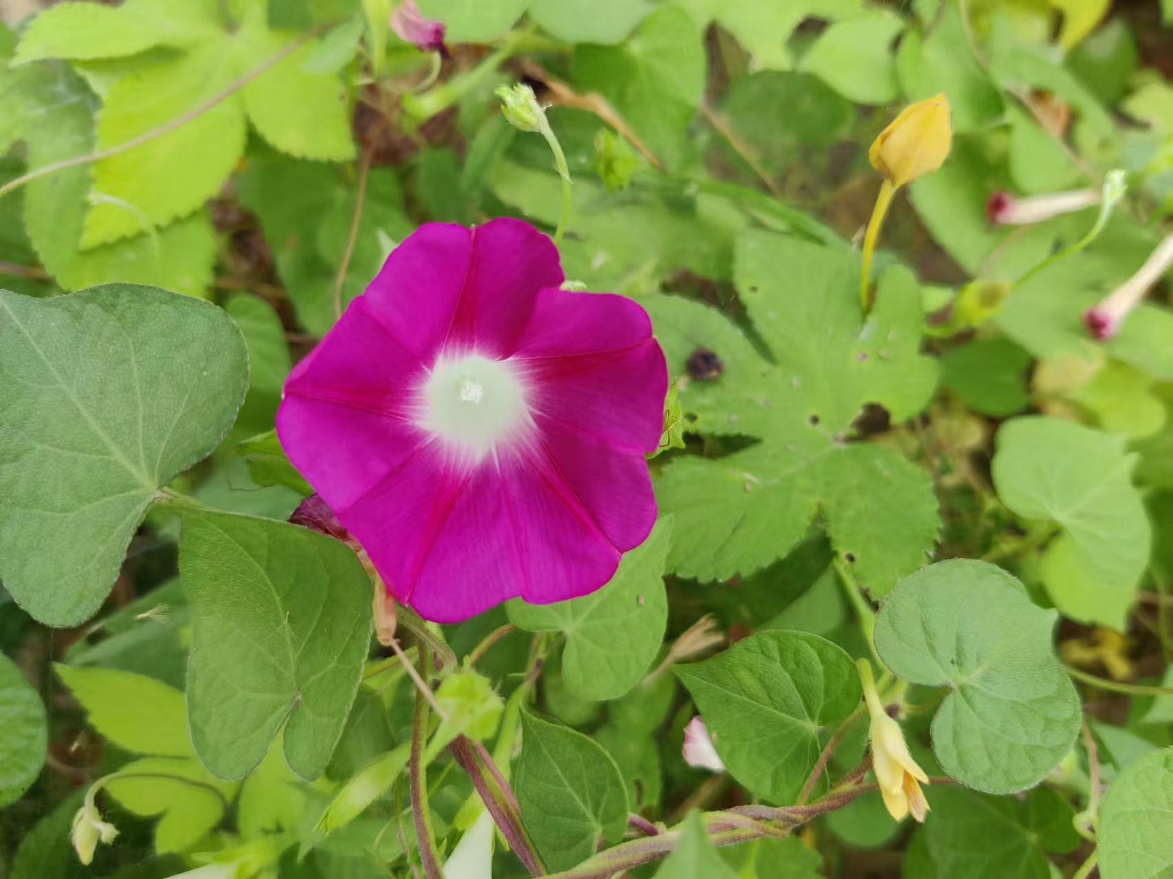 記憶深處的喇叭花 記憶深處的喇叭花
