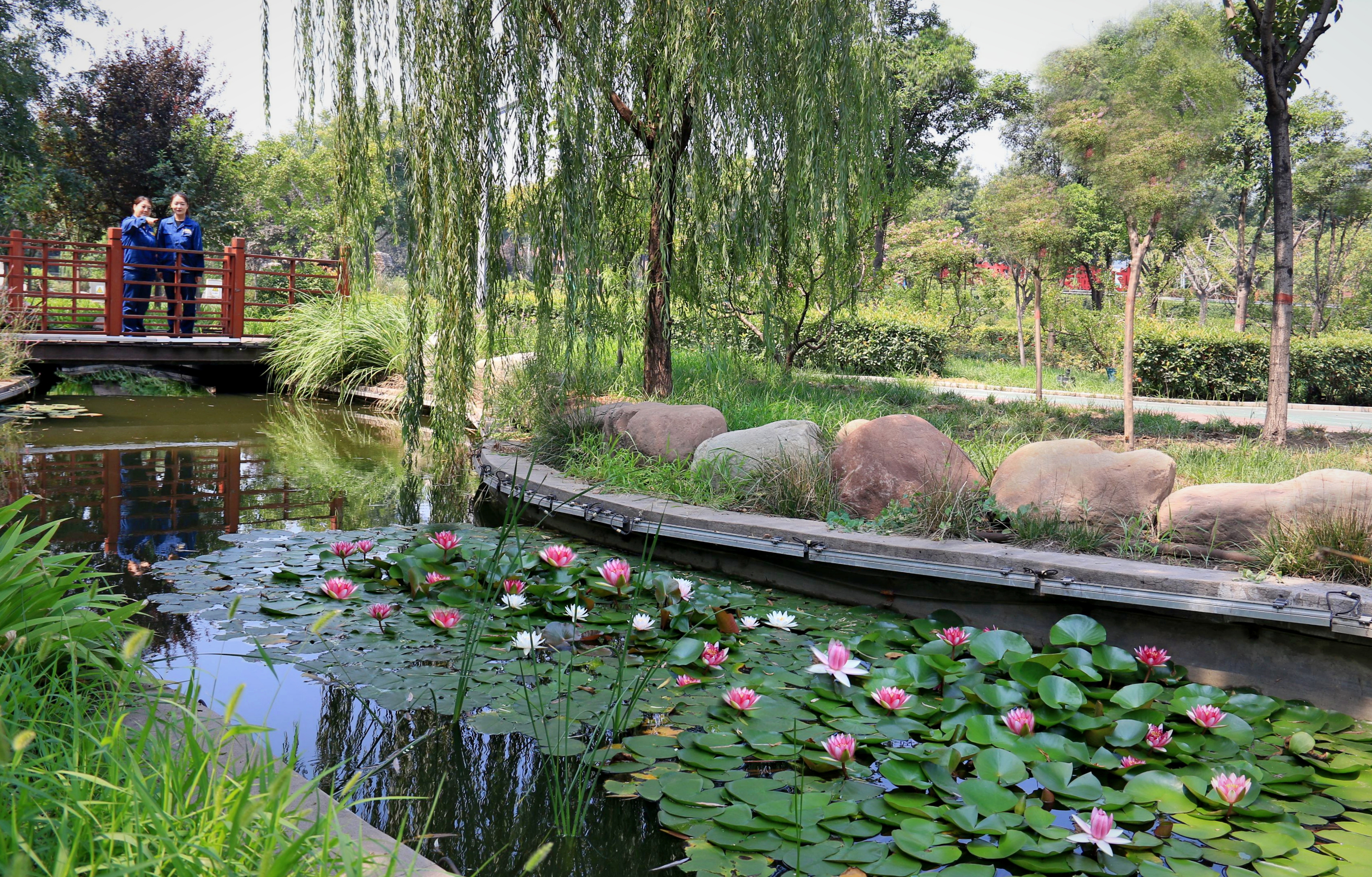 漫步鋼城遇見蓮 漫步鋼城遇見蓮