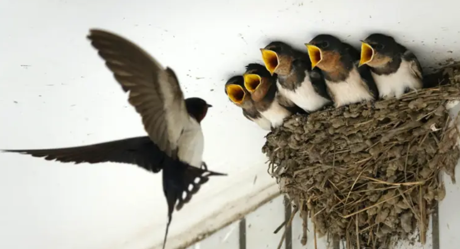 燕影相伴 愛(ài)滿人間 燕影相伴 愛(ài)滿人間