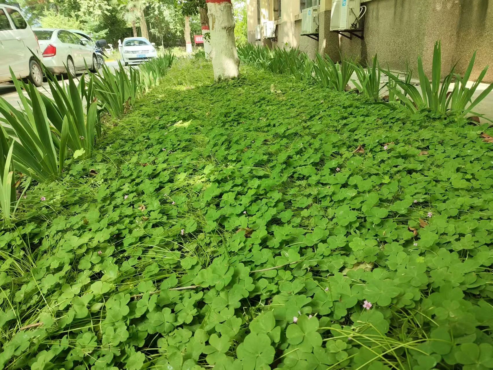 創(chuàng)建溫馨美麗園區(qū) 助推多元產業(yè)發(fā)展 創(chuàng)建溫馨美麗園區(qū) 助推多元產業(yè)發(fā)展