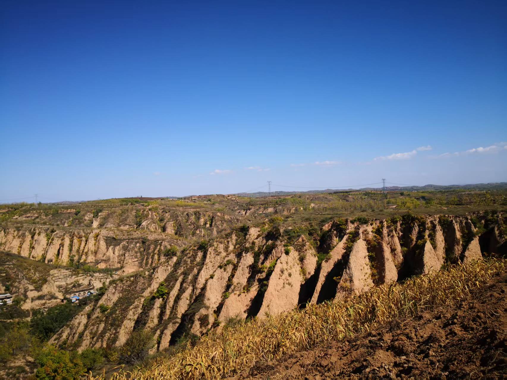 關中的“黃” 關中的“黃”