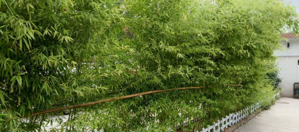 竹林深處是吾家 竹林深處是吾家