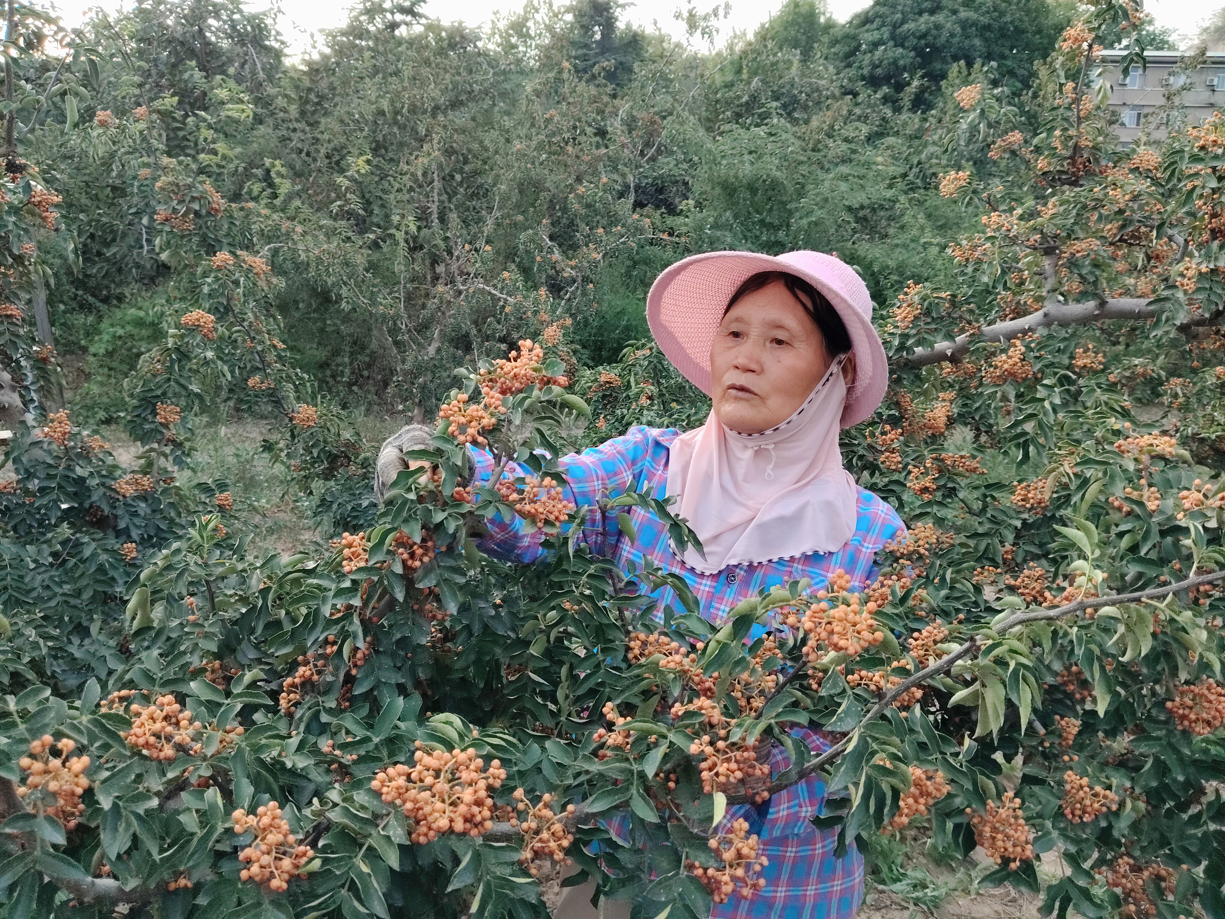 鄉土之上的堅韌脊梁 鄉土之上的堅韌脊梁
