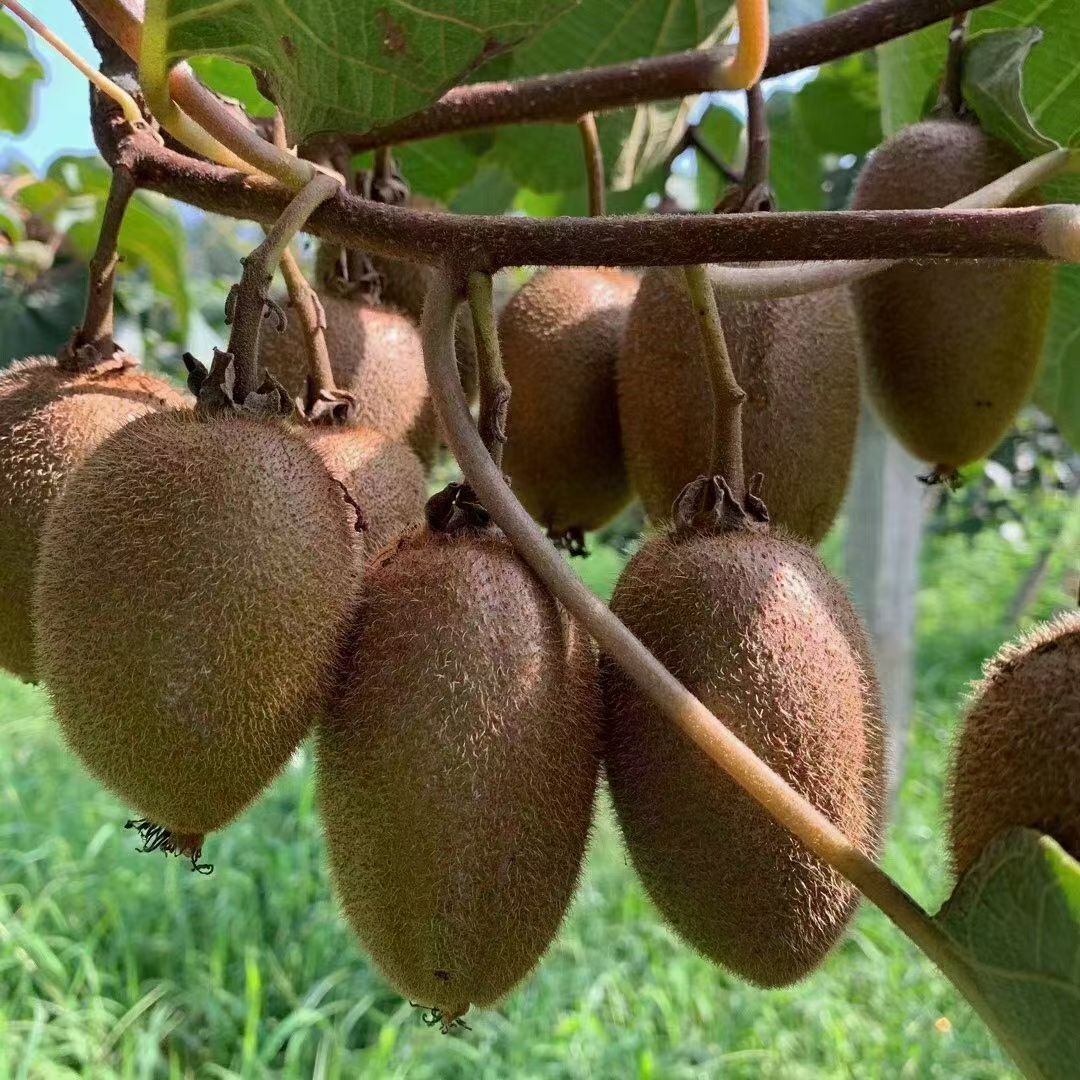 獼猴桃熟滿架 秦嶺果韻里掛牽 獼猴桃熟滿架 秦嶺果韻里掛牽