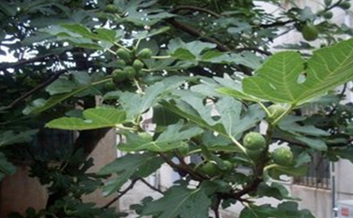 那棵無花果樹 那棵無花果樹